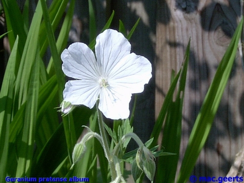 Geranium pratense album